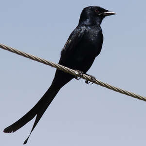 Drongo royal