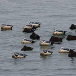 Eider de Steller