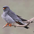 Red-footed Falcon