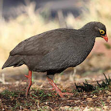 Francolin à bec rouge