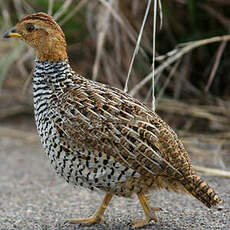 Francolin coqui