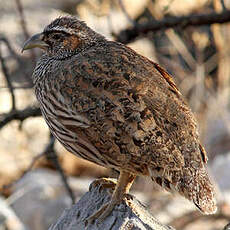 Francolin de Hartlaub