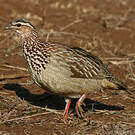 Francolin huppé