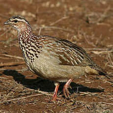 Francolin huppé