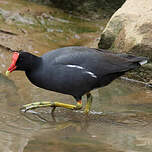 Gallinule d'Amérique