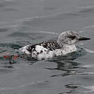 Guillemot à miroir