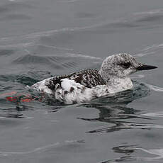 Guillemot à miroir