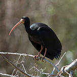 Ibis à face nue