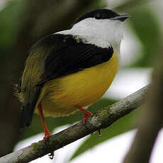 Manakin à col blanc