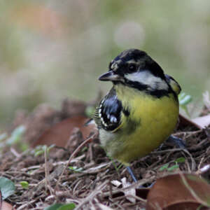 Mésange gracieuse