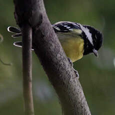 Mésange gracieuse