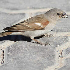 Moineau sud-africain