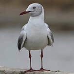 Mouette à tête grise