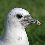 Mouette blanche