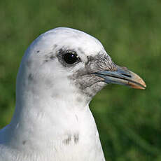 Mouette blanche