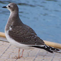 Mouette de Sabine