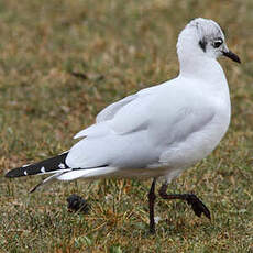 Mouette des Andes