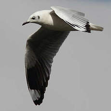 Mouette des Andes