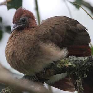 Ortalide à tête rousse