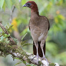 Ortalide à tête rousse