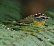 Paruline à couronne dorée