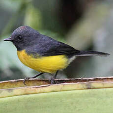 Paruline ardoisée