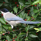 Pie bleue