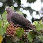 Pigeon plombé