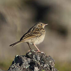 Pipit de Hellmayr