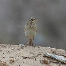 Pipit de Richard