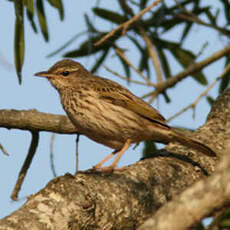 Pipit de Sundevall