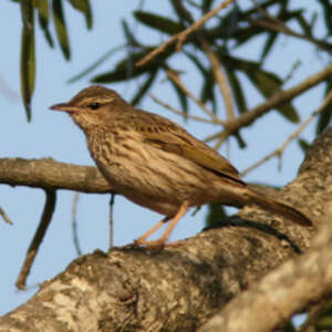 Pipit de Sundevall