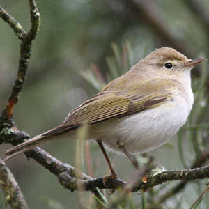 Pouillot de Bonelli