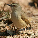 Prinia modeste