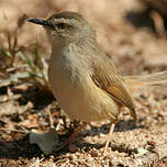 Prinia modeste