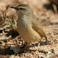 Prinia modeste