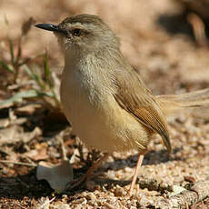 Prinia modeste