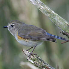 Robin à flancs roux