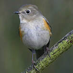 Robin à flancs roux