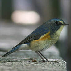 Robin à flancs roux