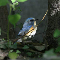 Robin à flancs roux