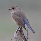 Robin à flancs roux