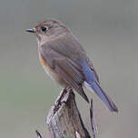 Robin à flancs roux