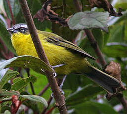 Tangara bridé