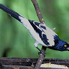 Tangara pillurion