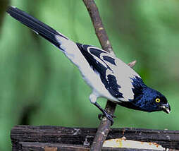 Tangara pillurion