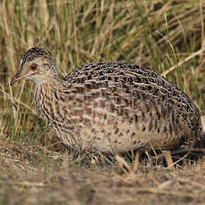 Tinamou de Darwin