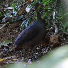 Tinamou solitaire