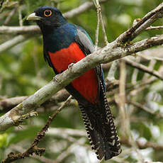 Trogon couroucou