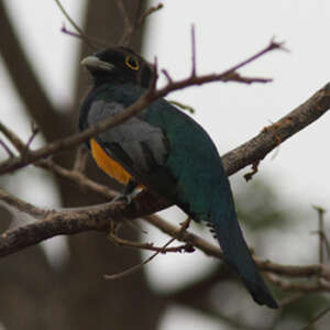 Trogon d'Amazonie